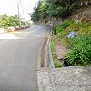 Plants: image 53 Of 208 Thumb